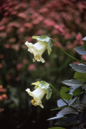 Picture of Cobaea - Scandens Alba White